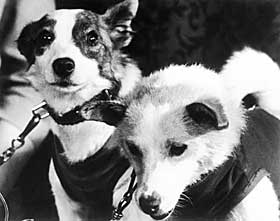 SENDTE MANGE HUNDER OPP ETTER LAIKA: Sovjetrusserne sendte blant andre opp hundene Strelka og Belka. De gikk i bane rundt jorda i Korabl-Sputnik-5 i august 1960, og kom tilbake i god behold.