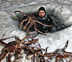 KONGEKRABBE: Lars Petter �ie i Artic Adventure Resort henter opp kongekrabber fra det iskalde Barentshavet.