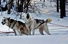 HUNDESLEDE: Det er det eksotiske med Finnmark som trekker turistene til den nordlige delen av Norge.