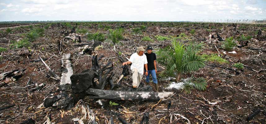 TREDJE VERST I VERDEN. Indonesia har i dag verdens tredje st�rste utslipp av klimagasser. �rsak: brenning av regnskog.