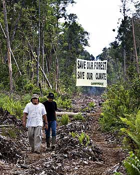 REGNSKOGEN HOGGES: Omr�dene som ryddes er enorme og legges f�rst �de. Som erstatning kommer palmeoljeplantasjer som forsyner verdensmarkedet med billig vegetabilsk olje.
