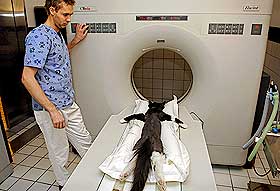 CAT-SCAN: Kun det beste innen computer-tomografi er godt nok n�r katten Tommy (3) skal f� utredet hva som er galt mellom nakkevirvel fem og seks. Veterin�r Jo Amundstad styrer r�ntgenapparatet.