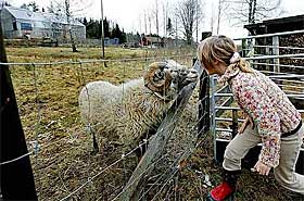 N�r naturen: Farfar holder noen sauer p� jorda foran huset. Anna Gull (8) n�rmer seg med respekt og kj�rlighet.