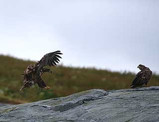 Ornitologi: Lofoten er hjem til n�rmere 300 fuglearter.