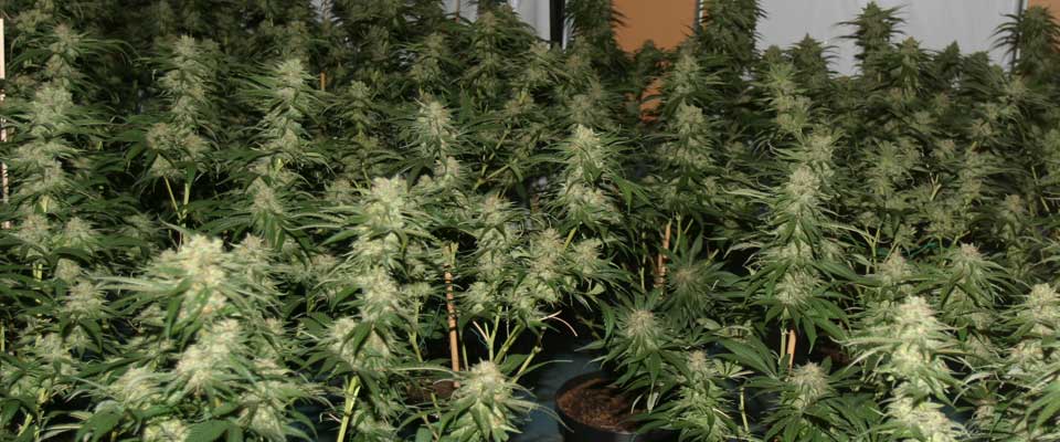 ABSURD FORBUD: - Fra mitt st�sted som gartner fortoner det seg imidlertid som absurd � forby en plante bare fordi den ligner en annen som er forbudt. Da skulle ogs� prydvalmuer forbys i morra, skriver Tor Smaaland.