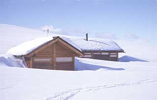Furu, v�rbitt: Denne �lhytta har gravd seg ned i tide.