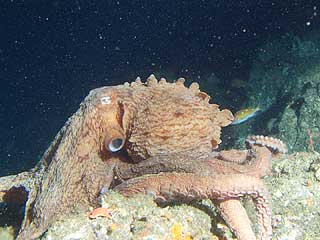 GIGANTBLEKKSPRUT: Enteroctopus dofleini oppholder seg p� dypet og den tyngste forskerne har f�tt veid var 71 kilo.