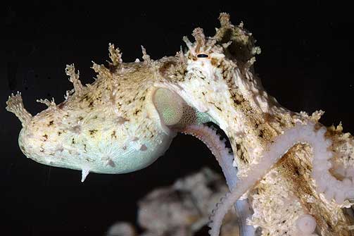 PARINGSTENTAKEL: Hannens rosa paringsarm (hectocotylus) plasseres i hunnen under ritualet som amerikanske marinbiologer n� har dokumentert grundig b�de p� bilder og video.