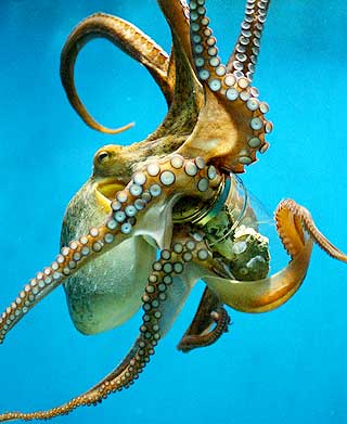 OPPF�RER SEG ANNERLEDES I FANGENSKAP: Her har en hunnblekksprut festet et glass mellom tentaklene i Hellabrunn Zoo i M�nchen. Dette er en Octopus Vulgaris.