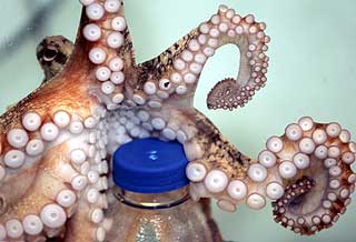 TAMMBLEKKSPRUT: Denne blekkspruten heter Octi, og kan visstnok �pne en flaske med tentaklene sine. Octi kom til National Aquarium of New Zealand i fjor.
