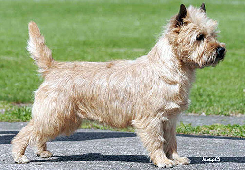  OVEROPPHETET: : Det var en hund av denne rasen - cairn terrier - som d�de etter to timer i en overopphetet bil i g�r mens eier var p� shopping.