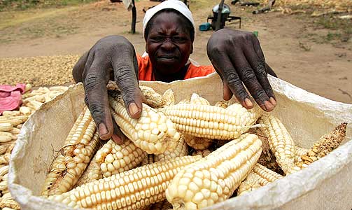 TRANGE K�R: Denne kvinnen fra Zimbabwe m� br�df� en familie p� ti med tre sekker mais.