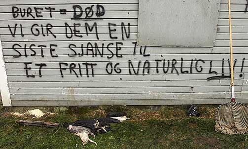 MILITANTE: If�lge PTS finnes det 10 - 15 norske dyrerettighetsaktivister som er troendes til � gjennomf�re terrorangrep. Bildet viser en minkfarm i Gjesdal i Rogaland etter at Dyrenes Frigj�ringsfront hadde v�rt p� ferde i 2002.