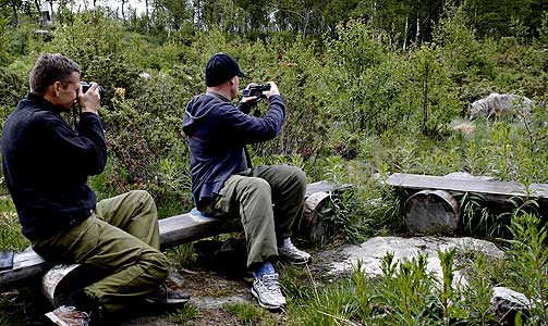 TETT P�: Ulven sniker seg lydl�st innp�. Oddbj�rn Almaas (t.v.) og Nils Ulvik tar fram kameraet.