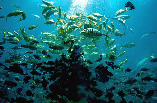 BYEN SOM SANK: Fra en av Atlantis' restauranter kan gjestene ta del i en helt annen verden.