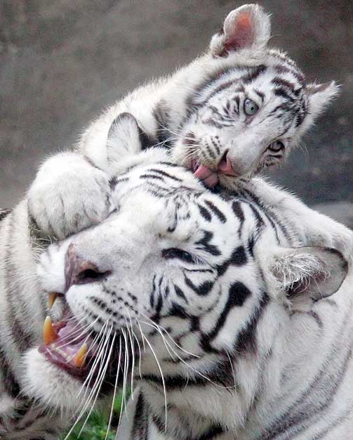 Bengal tiger cub and mother