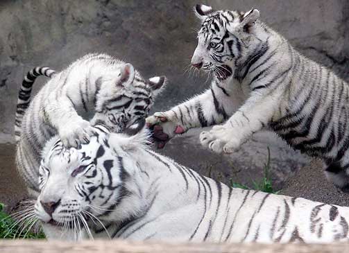 Bengal tiger cubs at Moscow Zoo