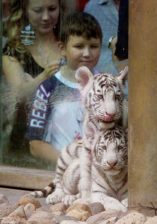 Bengal tiger cubs being viewed by visitors to the Moscow Zoo