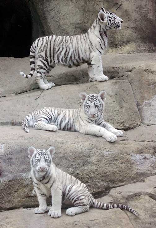 Bengal tiger cubs