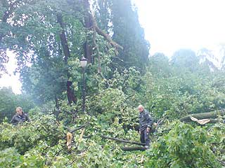 TRE FALT NED: Lynet slo ned ved botanisk hage p� T�yen, og felte et av parkens tr�r.
