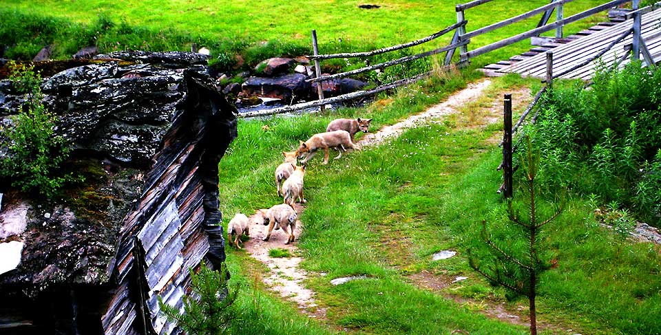 UNIKE: De seks ulvevalpene er unike i norsk sammenheng.