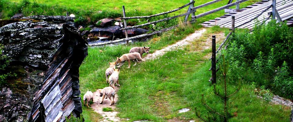 S�TE OG SM�: Men ordf�reren i Rendalen er redd for skaden de seks ulvene kan for�rsake etterhvert.