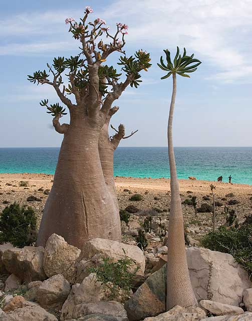 JEMEN: �ygruppa Socotra Archipelago ligger nordvest i det indiske hav, og tilh�rer Jemen. Det er med p� UNESCOs liste p� grunn av sitt unike dyreliv. 37% av plantelivet, 90% av reptilartene og 95% av snegleartene finnes kun her, og ikke noe annet sted i verden.