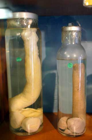 PENISMUSEUM: Penismuseet The Icelandic Phallogolical Museum er i beit for menneskepeniser og oppfordrer mannlige turister til � donere bort sin.