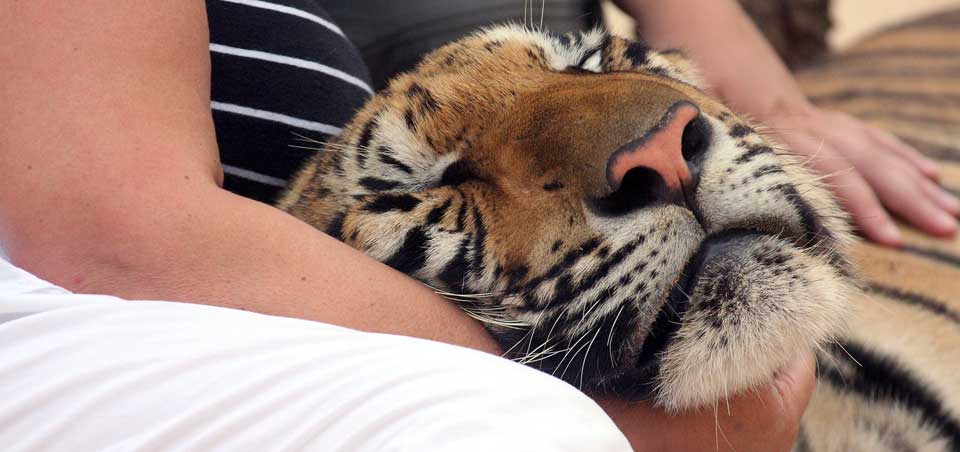 KATTEKOS: I Tiger Temple i Thailand kan du f� en tiger i fanget. Etter flere timers sv�mming og et stort kyllingm�ltid er tigrene tr�tte. Da tillater de n�rkontakt med mennesker.