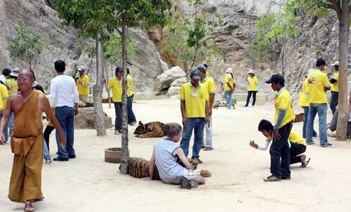 POPUL�R: Tiger Temple er et popul�rt turistm�l i Thailand.