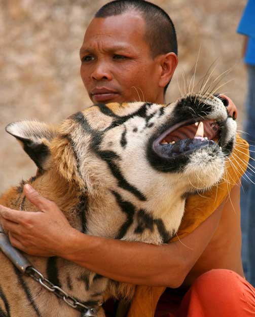 KOS: Munkene koser tigerne.