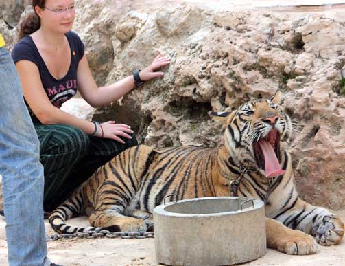 KLAPP: En kvinnelig turist klapper p� en av tigerne.