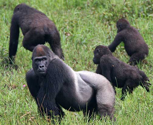 STORE ANSAMLINGER: I deler av omr�det var det opptil �tte gorillaer innenfor �n kvadratkilometer, den st�rste tettheten man har h�rt om.