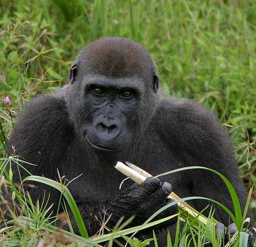 RUVER: En mannlig vestlig lavlandsgorilla blir opptil 1,80 h�y og veier n�rmere 200 kilo.