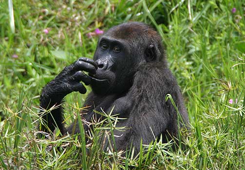 M�YSOMMELIG ARBEID: Forskerne har brukt rundt to �r p� � kartlegge det gigantiske gorillaparadiset.
