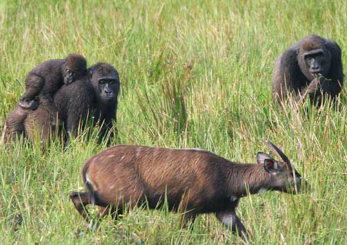 GLEDE MIDT I UNDERGANGEN: Mens over halvparten av verdens ape-arter st�r i fare for � d� ut, er den ferske oppdagelsen fra Kongo sv�rt godt nytt for denne ene gorillaarten.