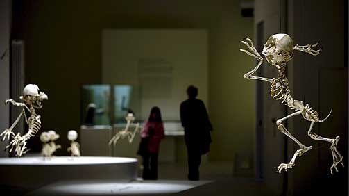 NATURHISTORISK MUSEUM: Utstillinga i Basel varer fram til 31. august.