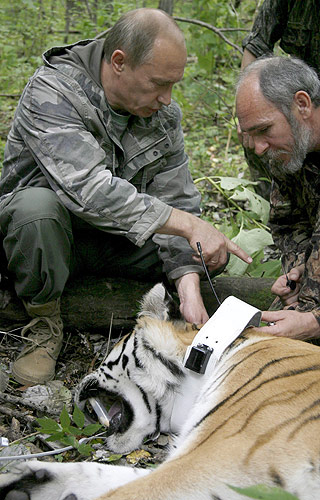  FULL REGI:  Bildene fra naturreservatet i Sibir gir inntrykk av at statsminister Putin har full kontroll med tigerhunnen.