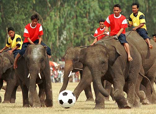 TRIKSER MED SNABEL: Elefanter i Thailand spiller hvert �r fotball under den �rlige elefantfestivalen i Surin, nord for Bangkok.