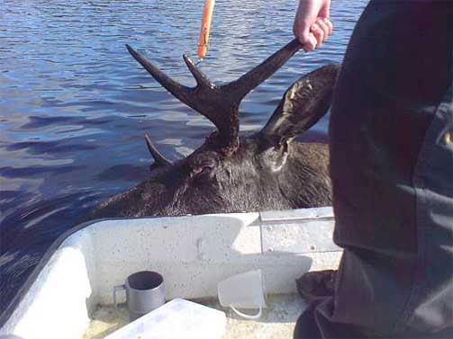 Evolusjonselgen
