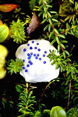 NATURLIG S�T: Bl�b�rene s�rger for en liten smak av frisk natur.