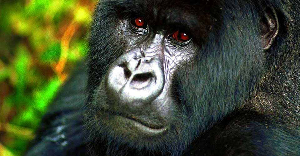KAN D� UT: I f�lge World Wildlife Foundation er det fare for at under 10 prosent av dagens gorillapopulasjon eksisterer i 2030. Mennesker i kombinasjon med jaktv�pen utgj�r den st�rste faren for dette pattedyret.