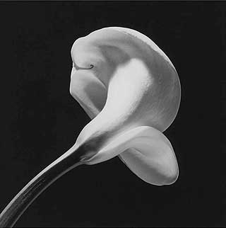 BLOMSTER: dette tilh�rer hagen og heter �Calla Lilly�.