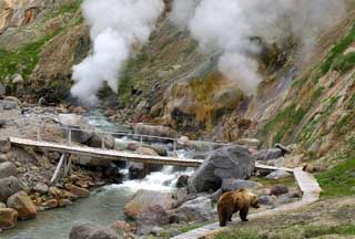 VULKANHALV�Y: En bj�rn vandrer gjennom Geysirdalen p� Kamchatka.
