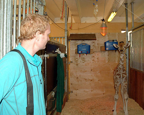  NYTT HJEM:  Siden l�rdag har sjiraffbabyen hatt sitt eget hjem ved siden av antilopene i Kristiansand Dyrepark. Rolf-Arne �lberg har hengt opp smokker under de bl� karene p� veggen.
