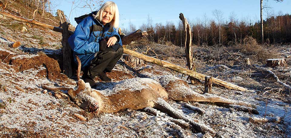  DYSTERT TURM�TE:  Berit Jacobsen ble mildt sagt overrasket da hun fant minst �tte slike dyrekadavre p� sin nytt�rstur i naboskogen.